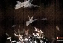 flying birds patterns feathers artwork smashing magazine dark background 1920x1200 wallpaper Art HD Wallpaper